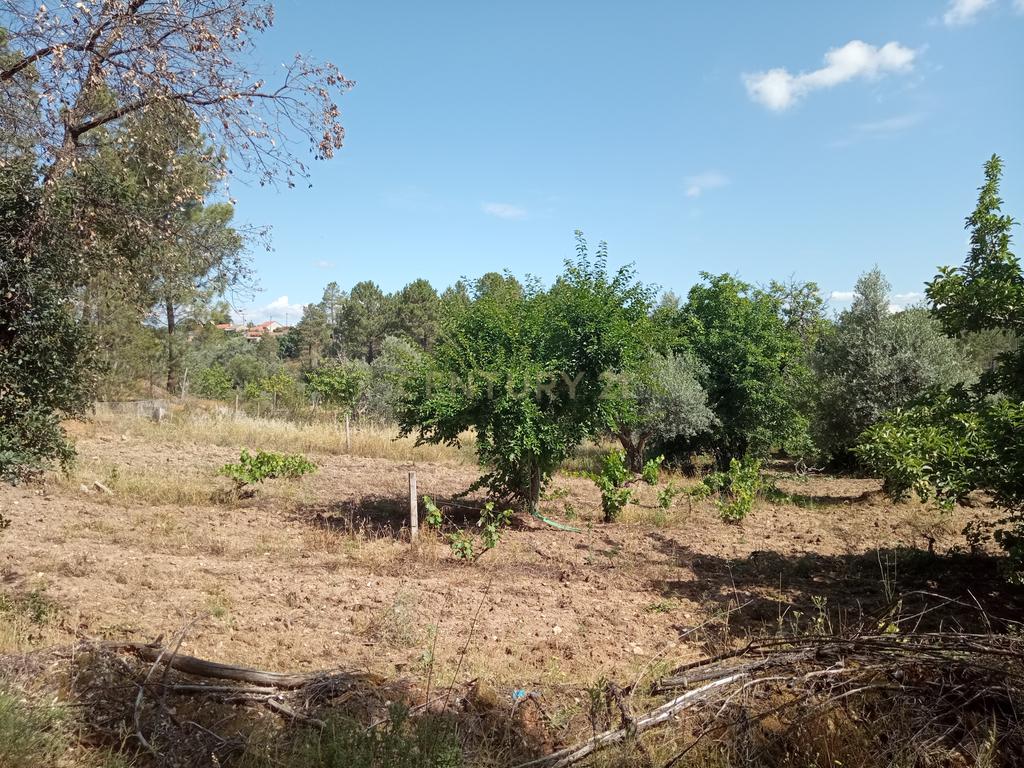Terreno Rústico, Santo André das Tojeiras, Castelo Branco - Image 9