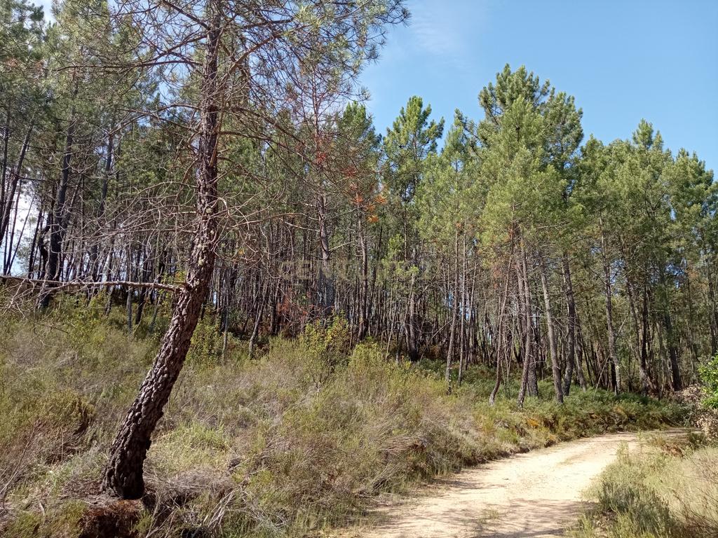 Terreno rústico Santo André das Tojeiras, Castelo Branco - Image 6