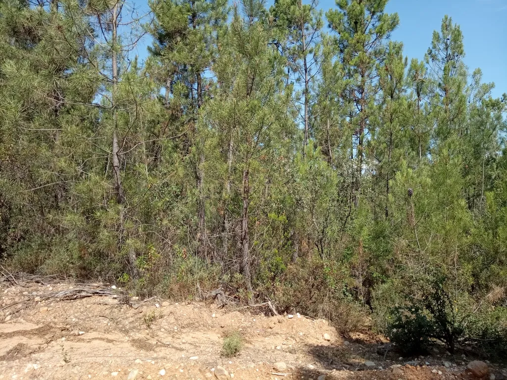 Terreno rústico Santo André das Tojeiras, Castelo Branco - Image 16