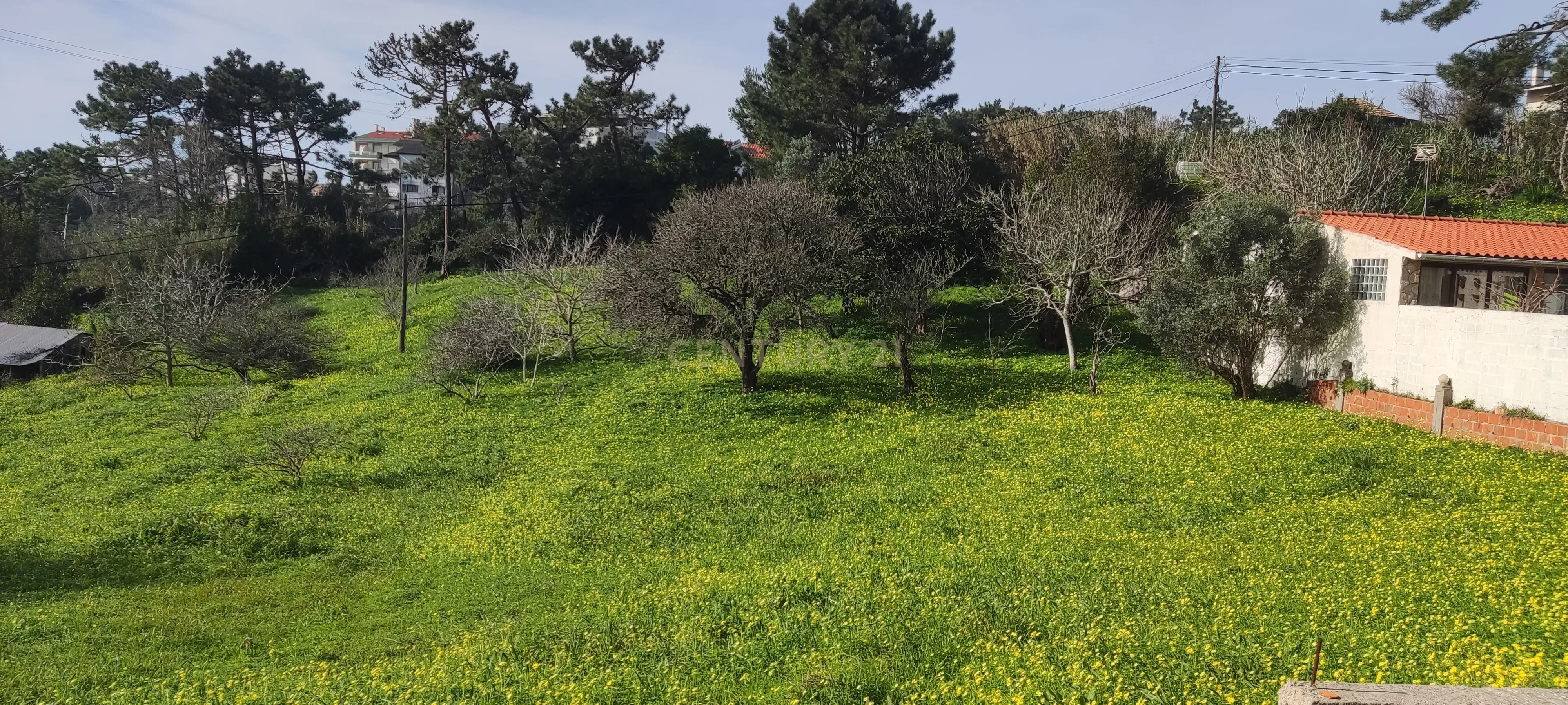 Terreno misto com viabilidade construtiva até 500m2 - Buarcos, Figueira da Foz - Image 8