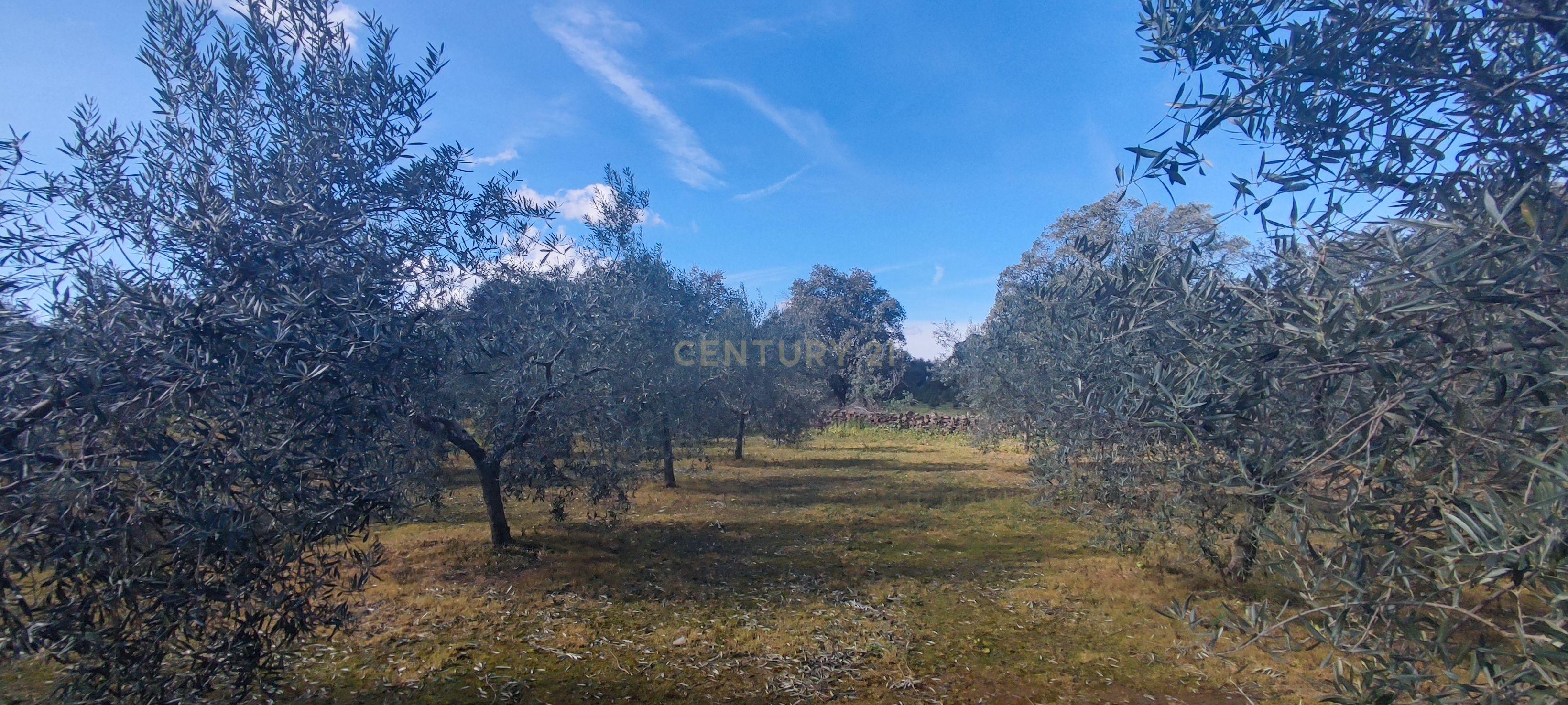 undefined - Image 35
