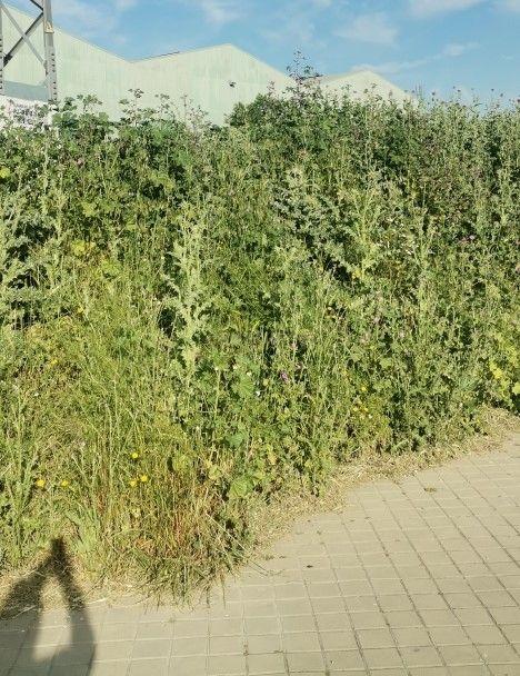 Terreno - Image 7