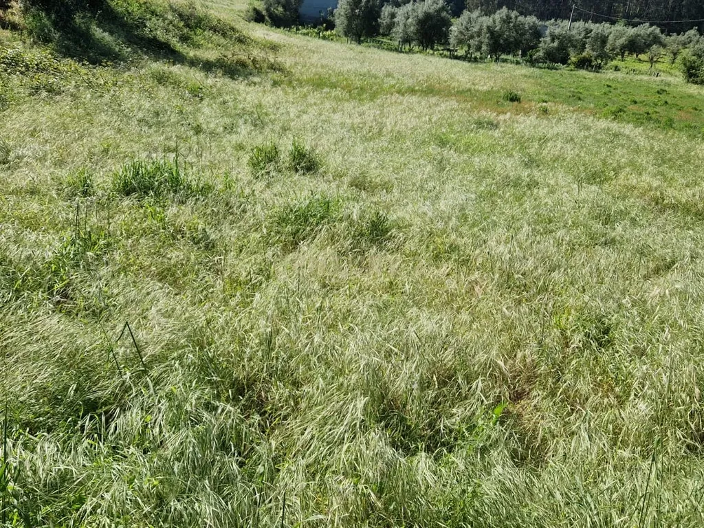 Terreno para construção á venda - Albergaria dos doze - Image 18