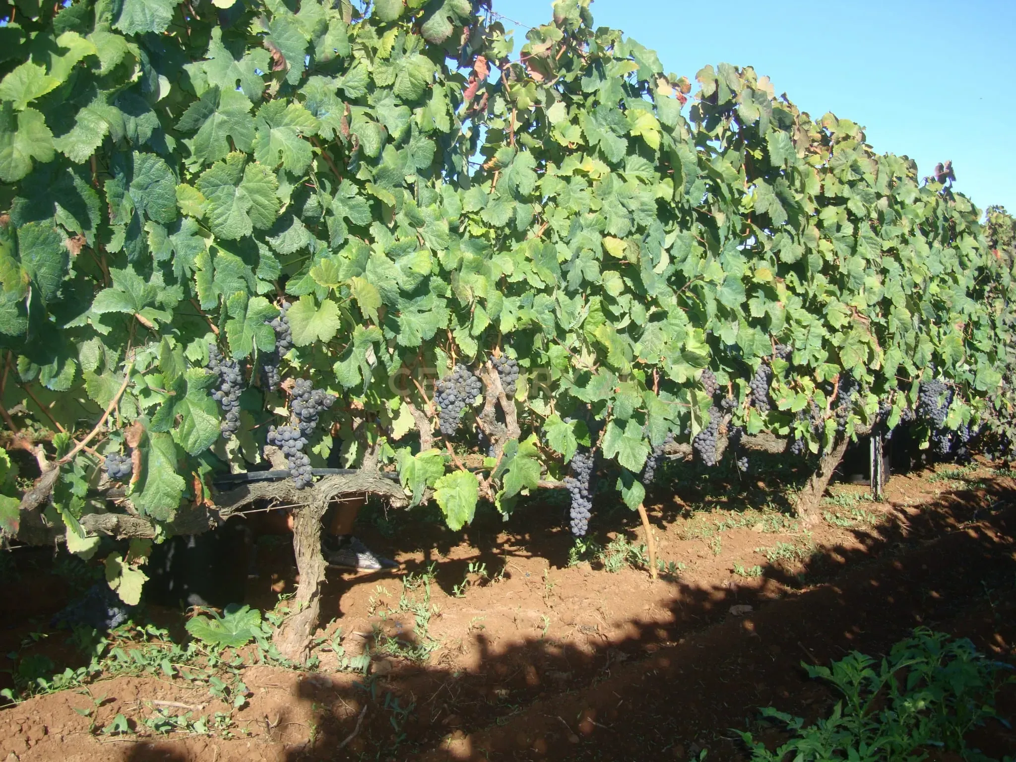 - Image 9