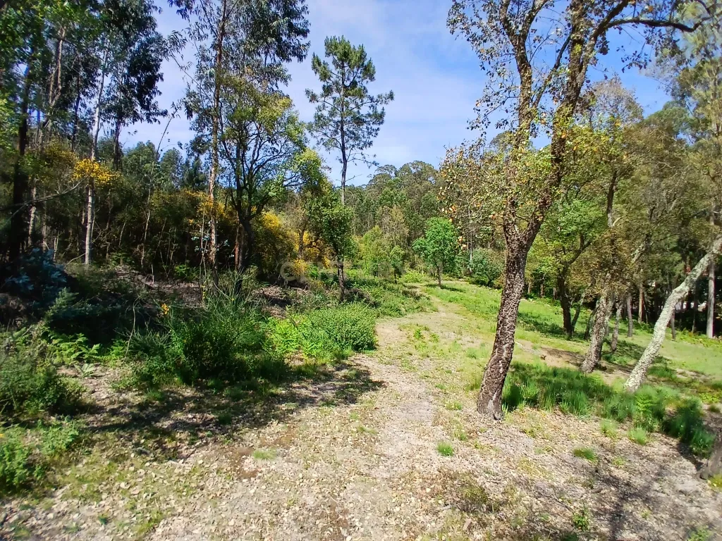 Terreno: "Bouça de Manteiros", ou "das Fontainhas" - Image 5