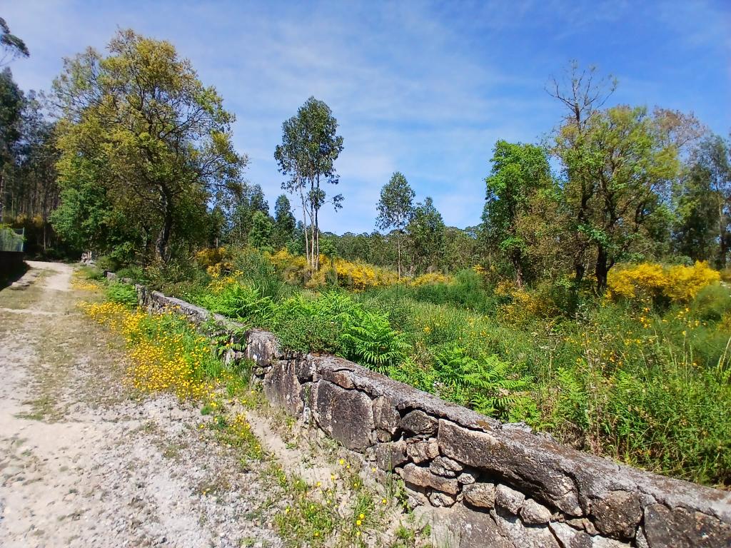 Terreno: "Bouça de Manteiros", ou "das Fontainhas" - Image 9