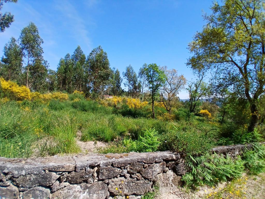 Terreno: "Bouça de Manteiros", ou "das Fontainhas" - Image 11