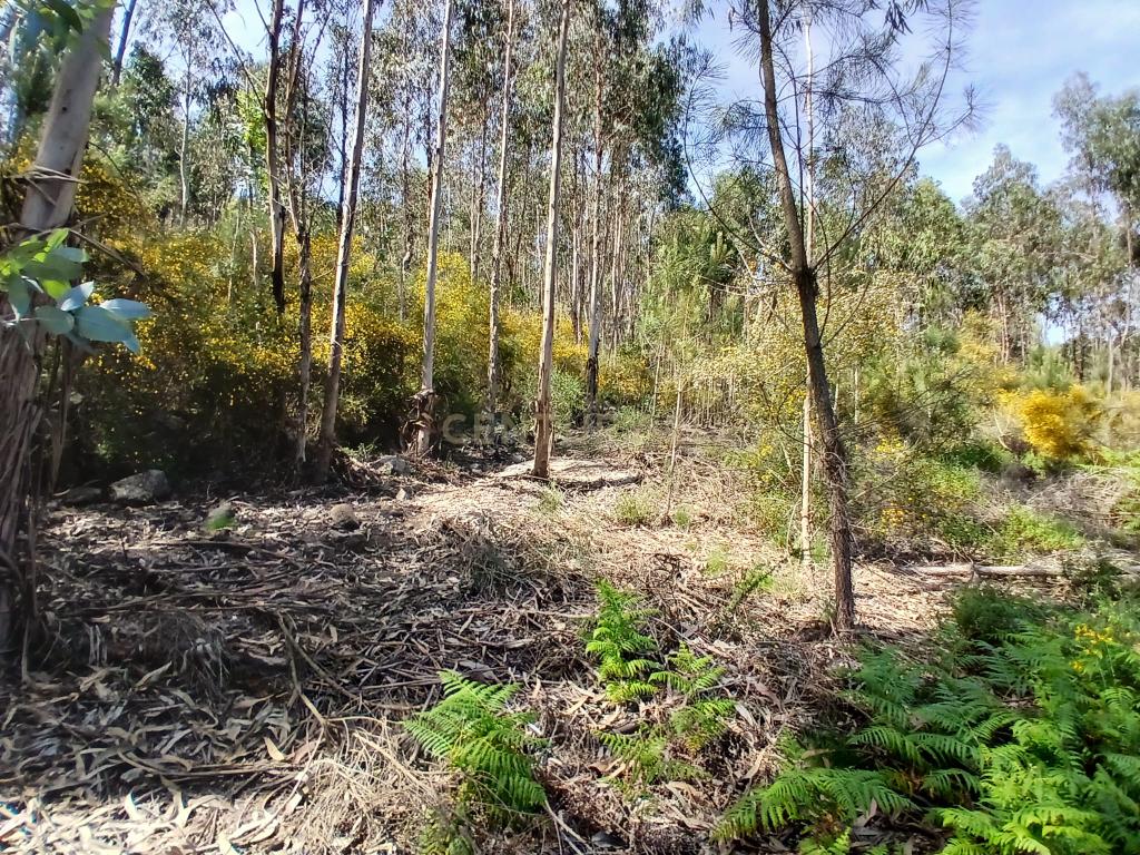 Terreno: "Bouça de Manteiros", ou "das Fontainhas" - Image 12