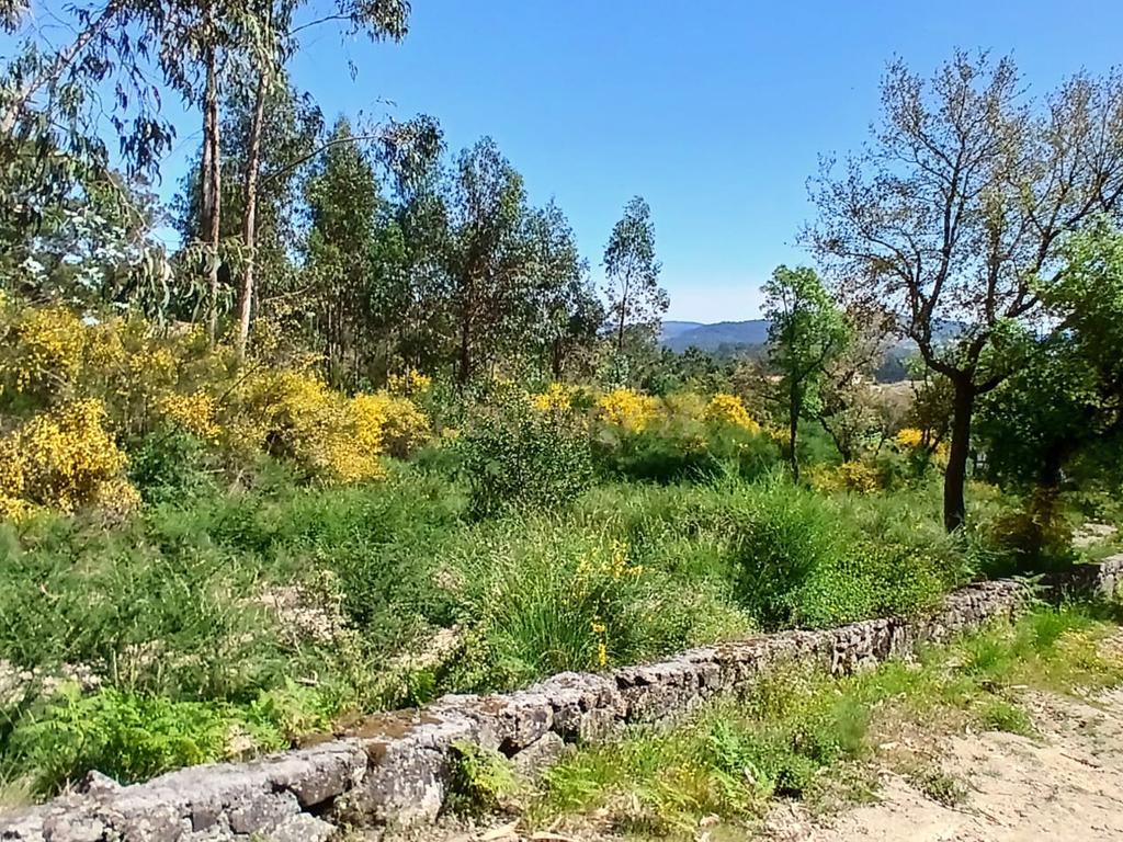 Terreno: "Bouça de Manteiros", ou "das Fontainhas" - Image 14