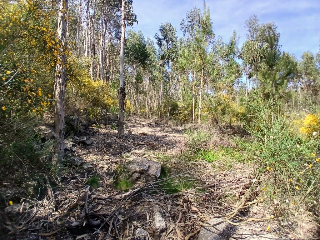 Terreno: "Bouça de Manteiros", ou "das Fontainhas" - Image 15