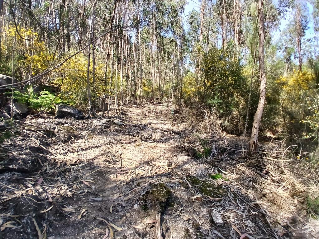Terreno: "Bouça de Manteiros", ou "das Fontainhas" - Image 16