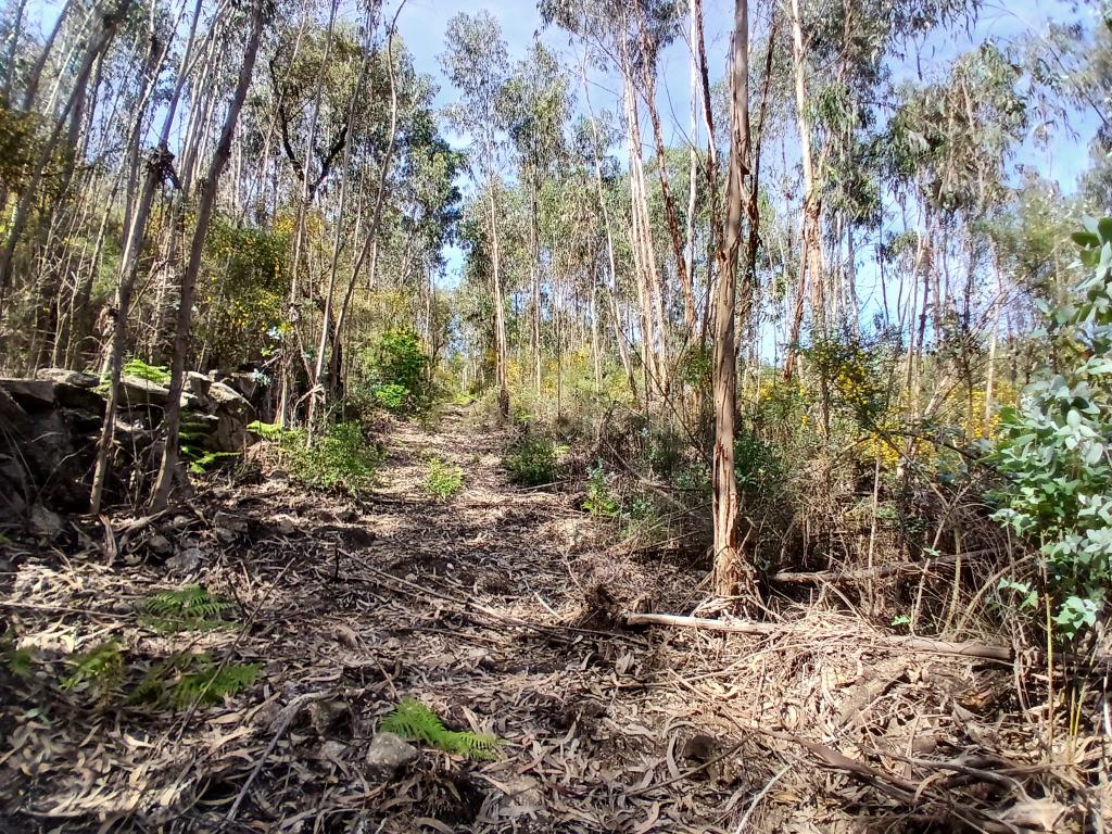 Terreno: "Bouça de Manteiros", ou "das Fontainhas" - Image 19