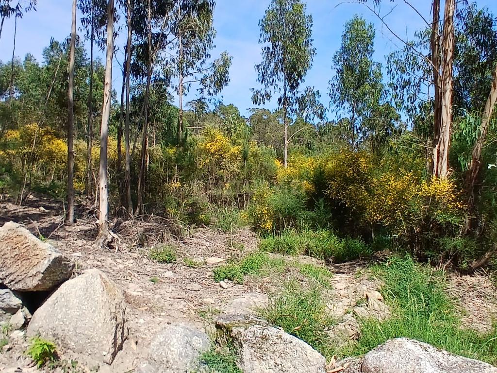 Terreno: "Bouça de Manteiros", ou "das Fontainhas" - Image 20