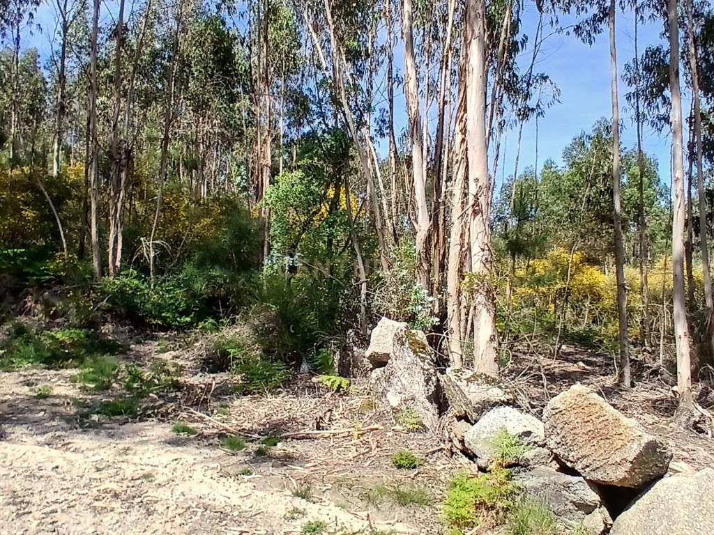 Terreno: "Bouça de Manteiros", ou "das Fontainhas" - Image 21