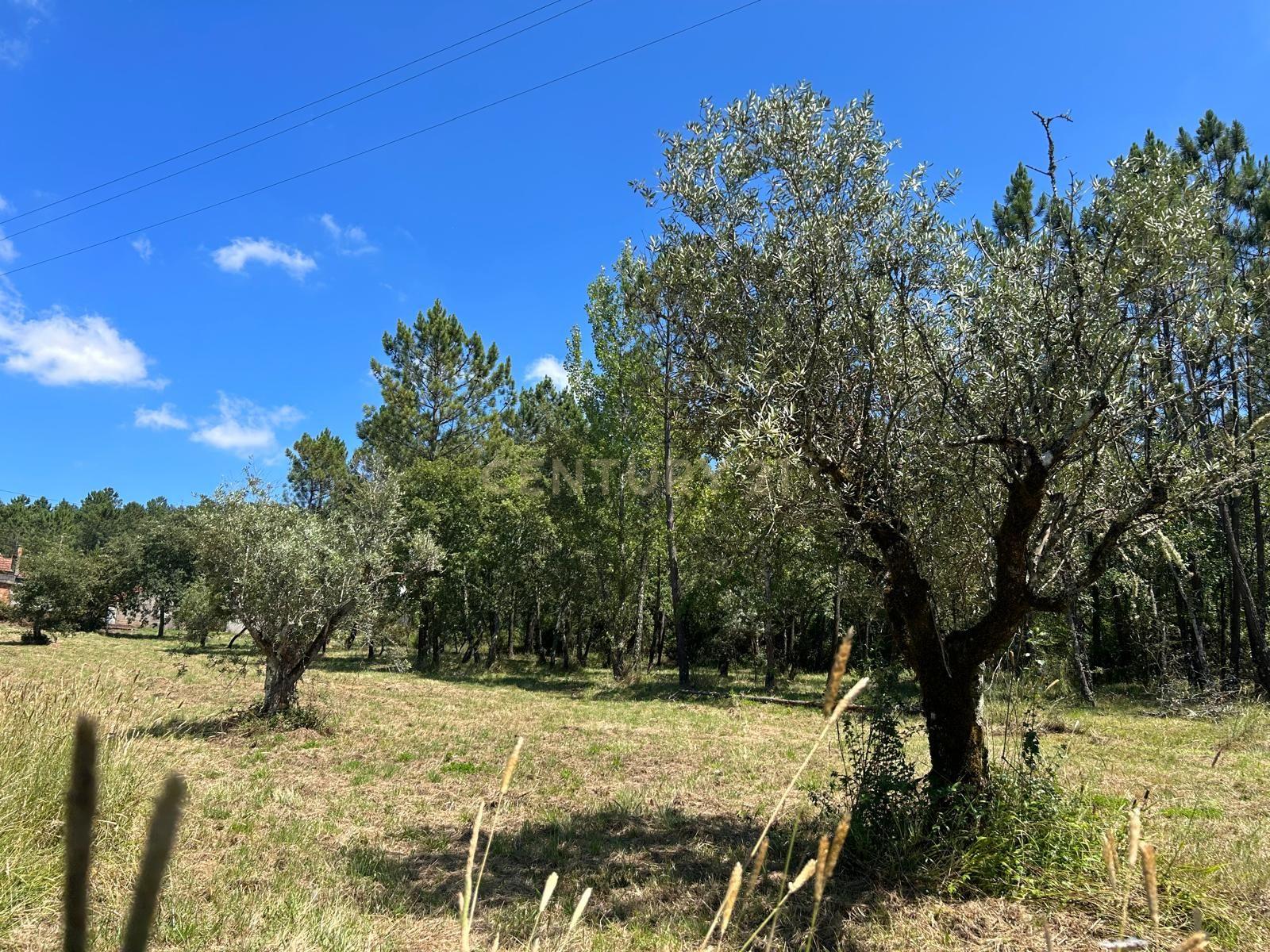 Terreno para construção em Santo Elói - Image 16