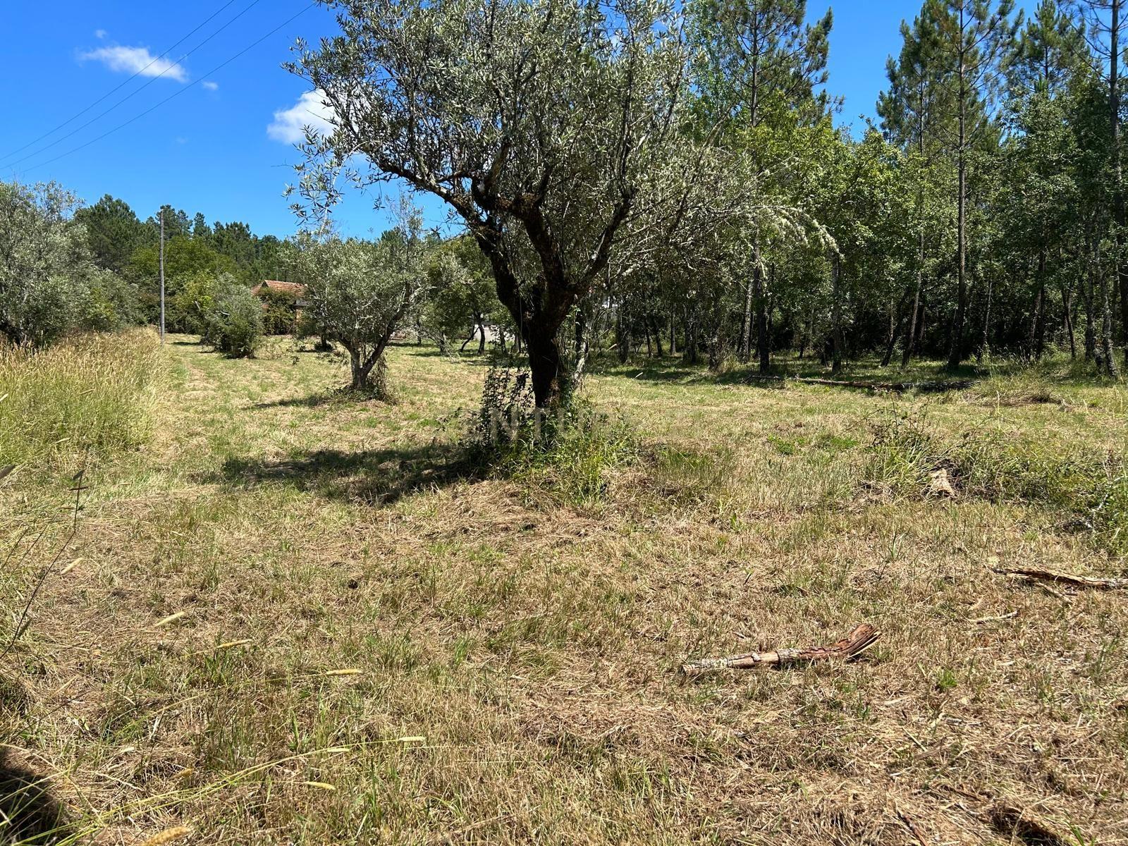 Terreno para construção em Santo Elói - Image 18