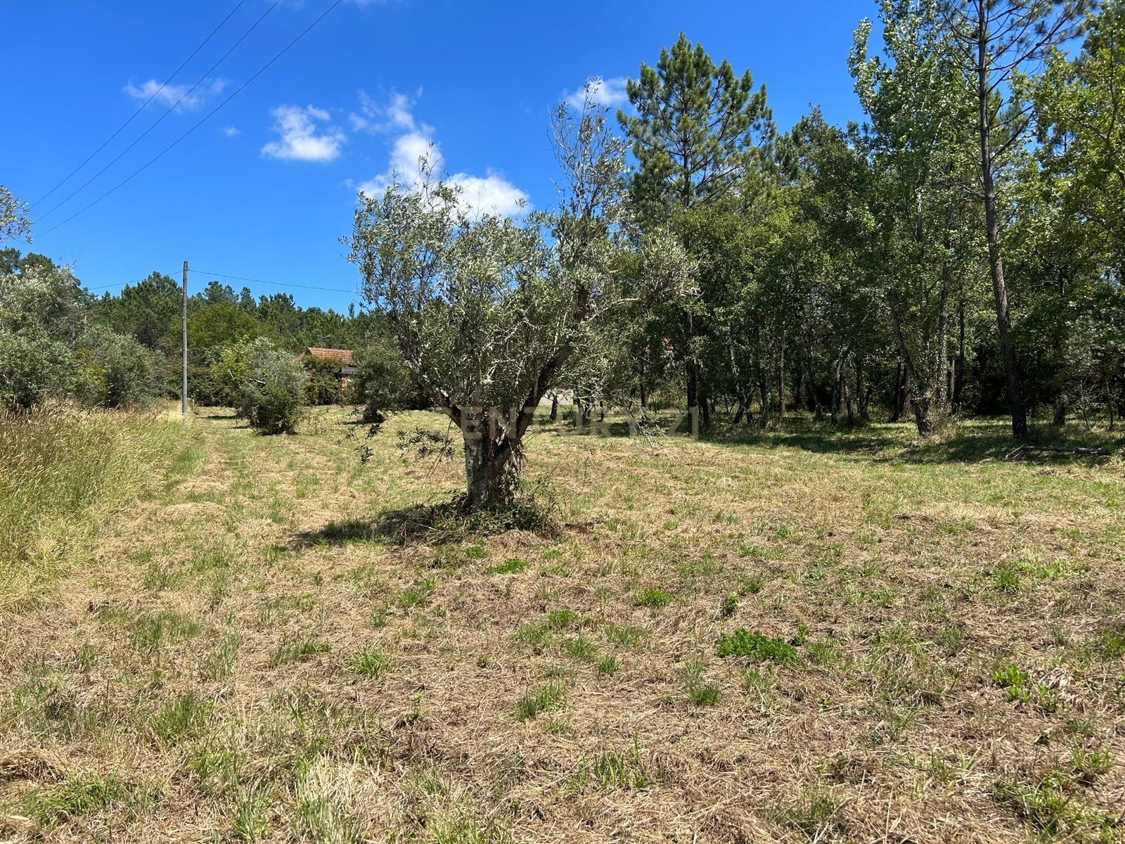 Terreno para construção em Santo Elói - Image 20