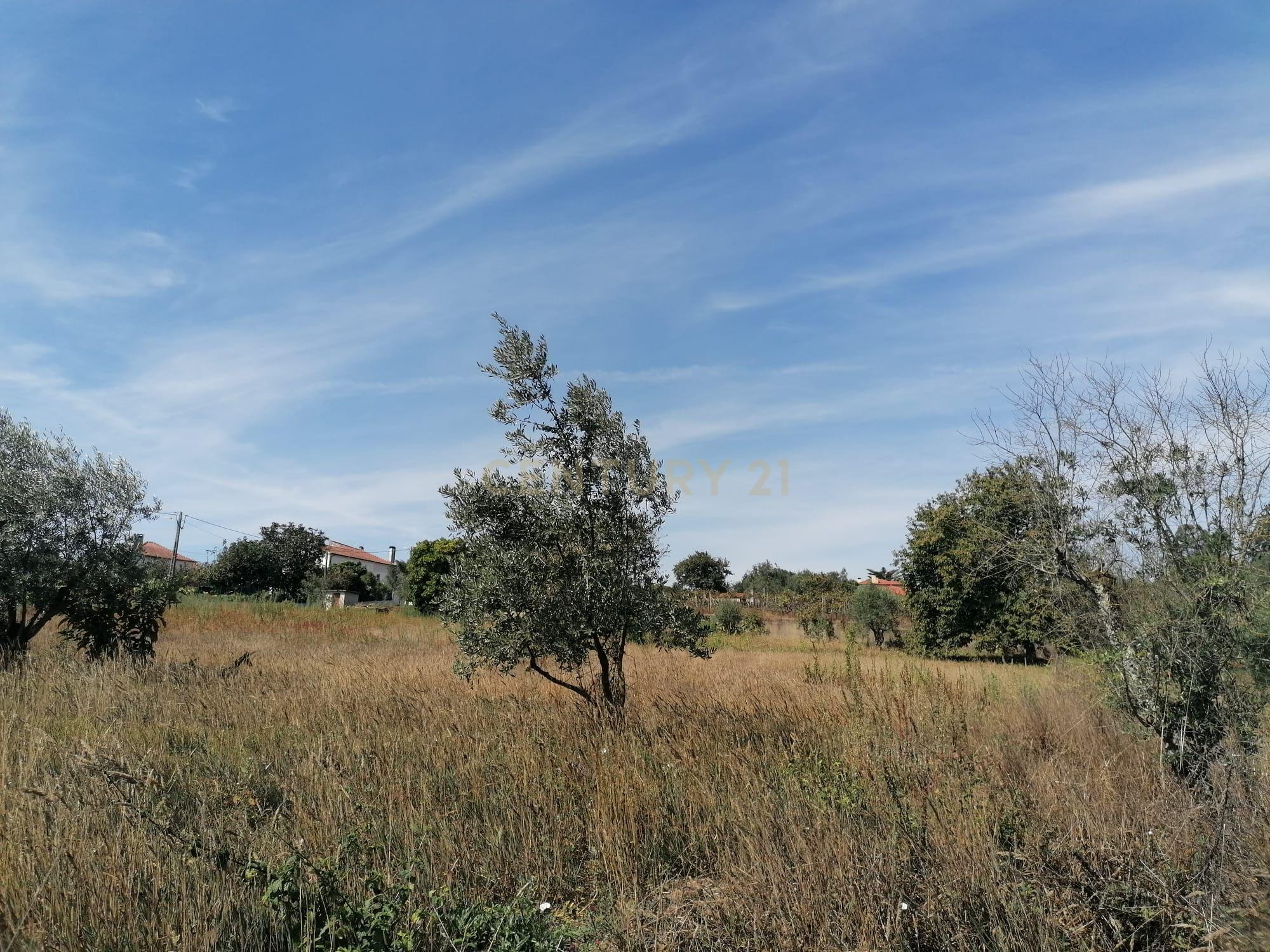 TERRENO COM 3190 M2 (TEM FURO PRÓPRIO COM MUITA ÁGUA) - Image 7