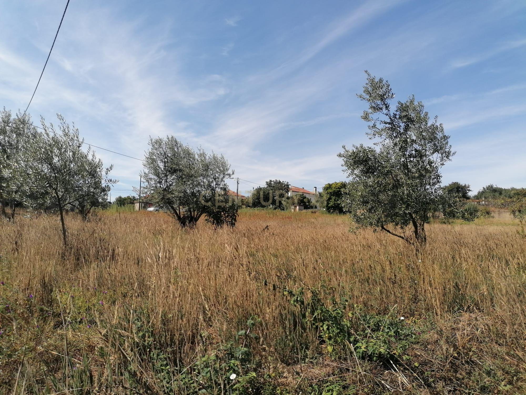 TERRENO COM 3190 M2 (TEM FURO PRÓPRIO COM MUITA ÁGUA) - Image 4