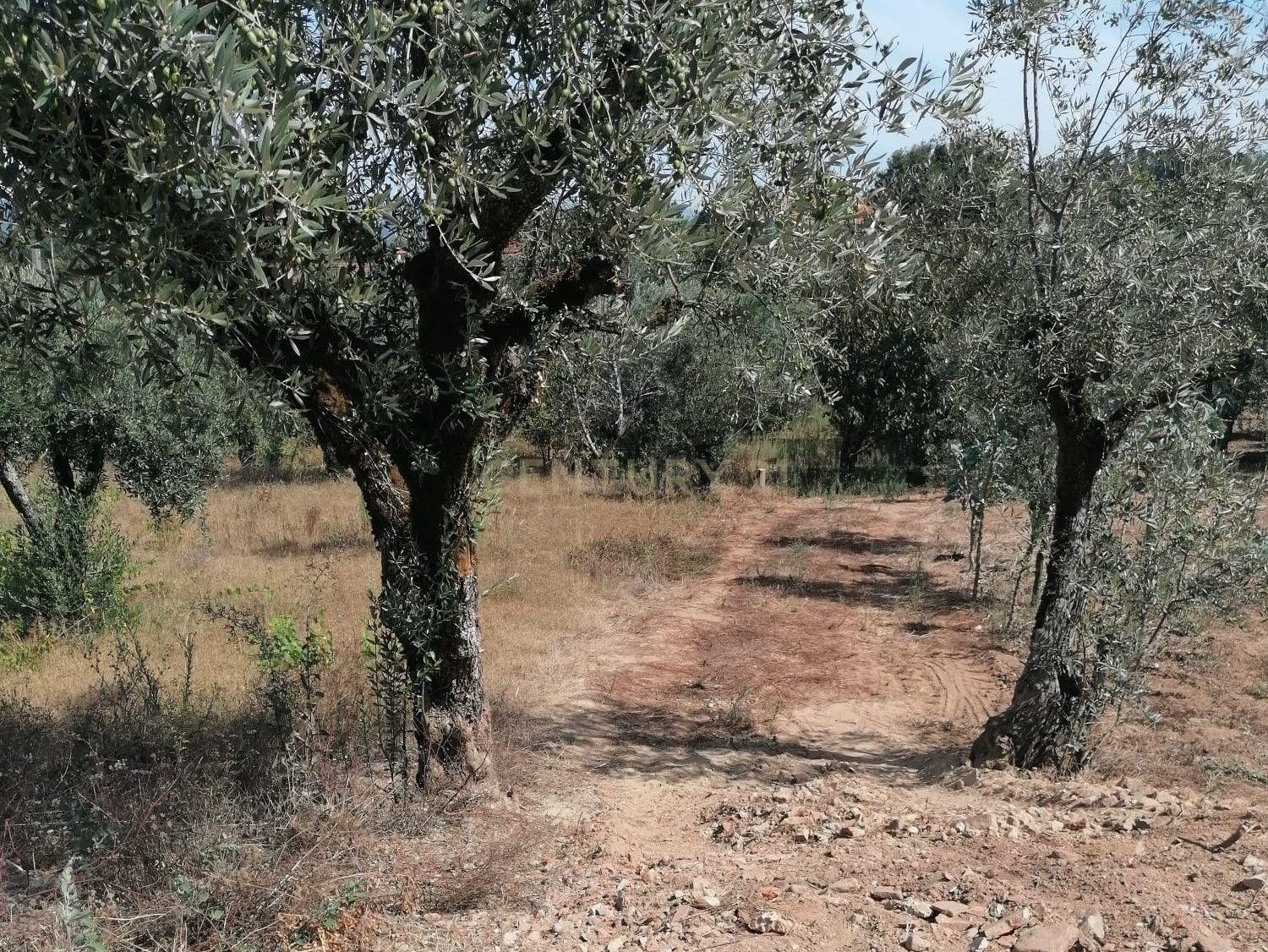 TERRENO COM 3190 M2 (TEM FURO PRÓPRIO COM MUITA ÁGUA) - Image 8