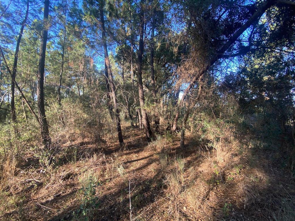 Terreno com 12500 m2 , Tinalhas, Castelo Branco - Image 14