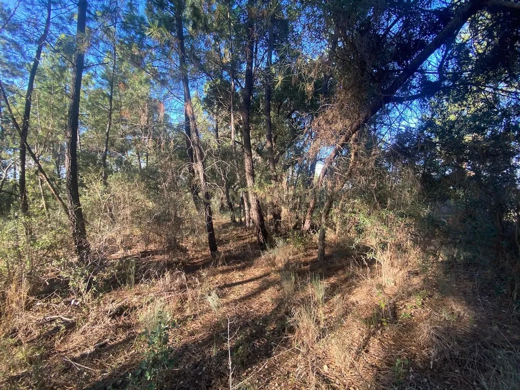 Terreno com 12500 m2 , Tinalhas, Castelo Branco - Image 14