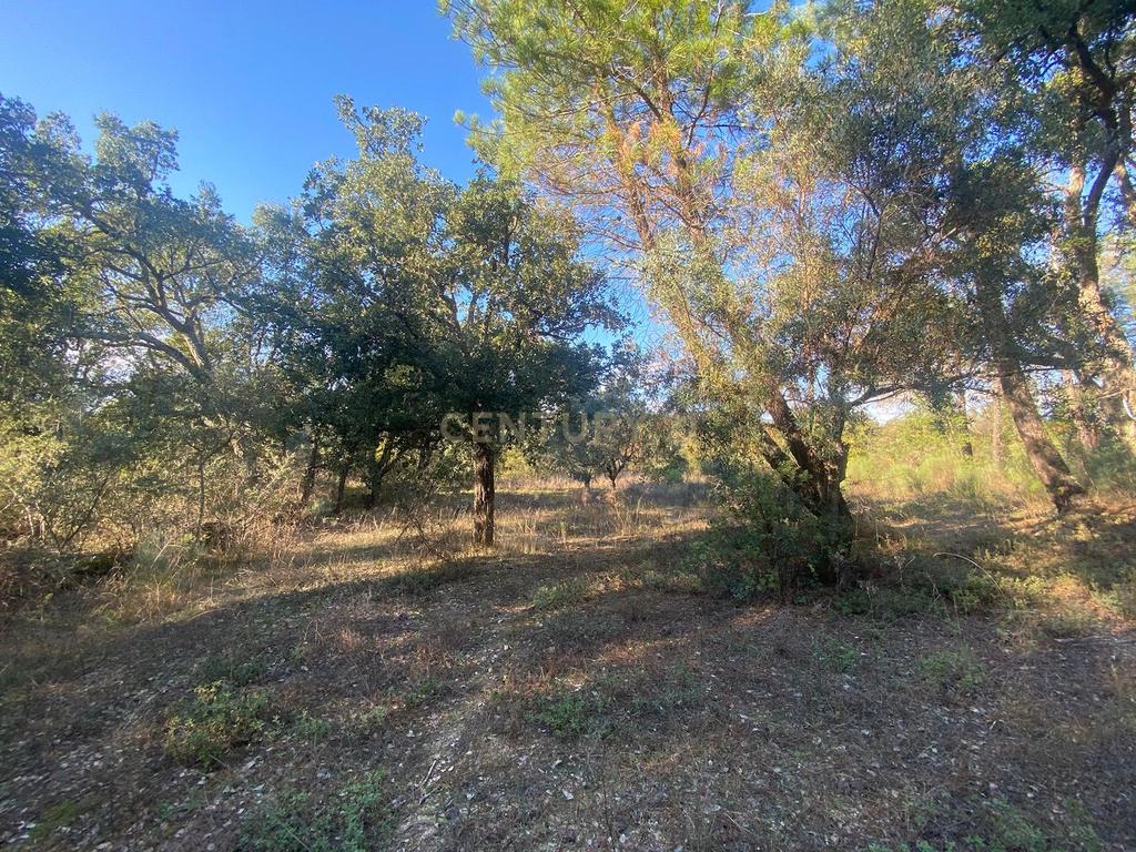 Terreno com 12500 m2 , Tinalhas, Castelo Branco - Image 4