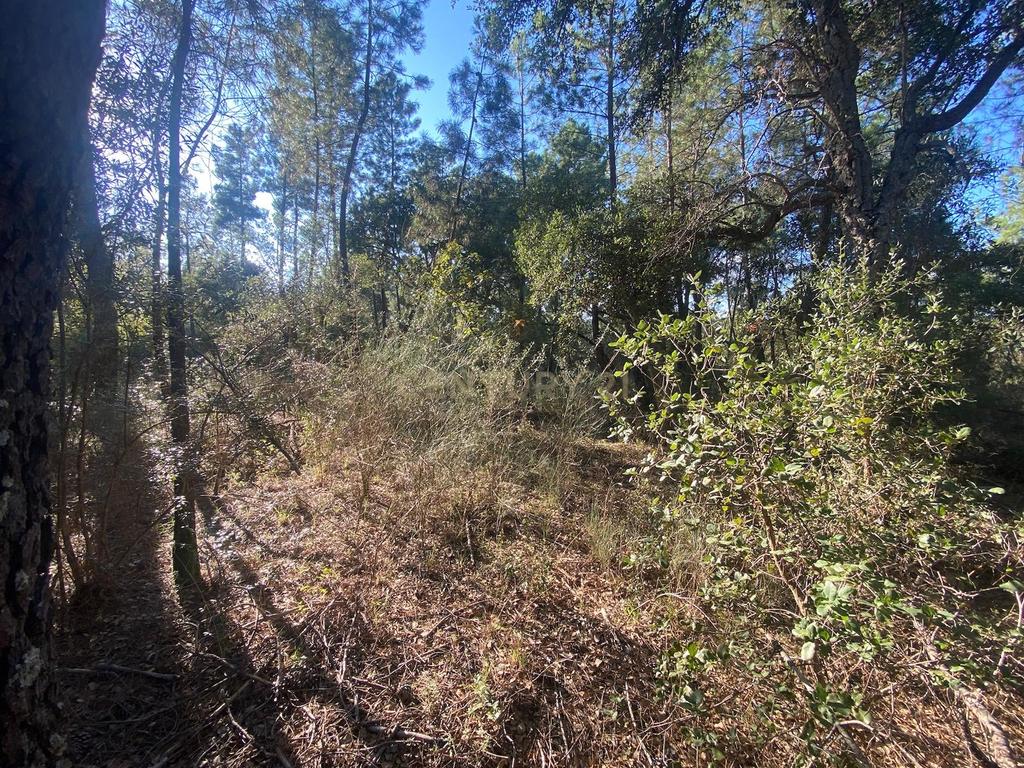 Terreno com 12500 m2 , Tinalhas, Castelo Branco - Image 13