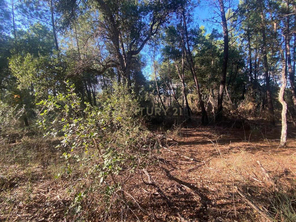 Terreno com 12500 m2 , Tinalhas, Castelo Branco - Image 12