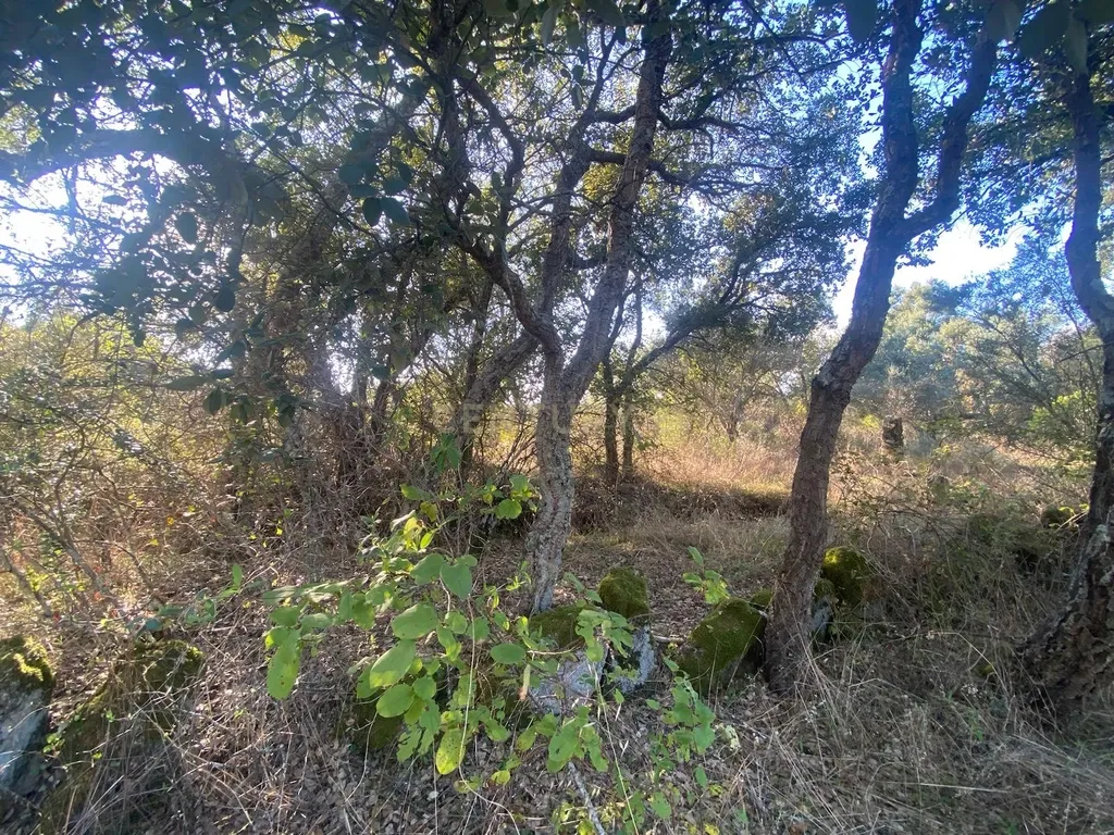 Terreno com 12500 m2 , Tinalhas, Castelo Branco - Image 10