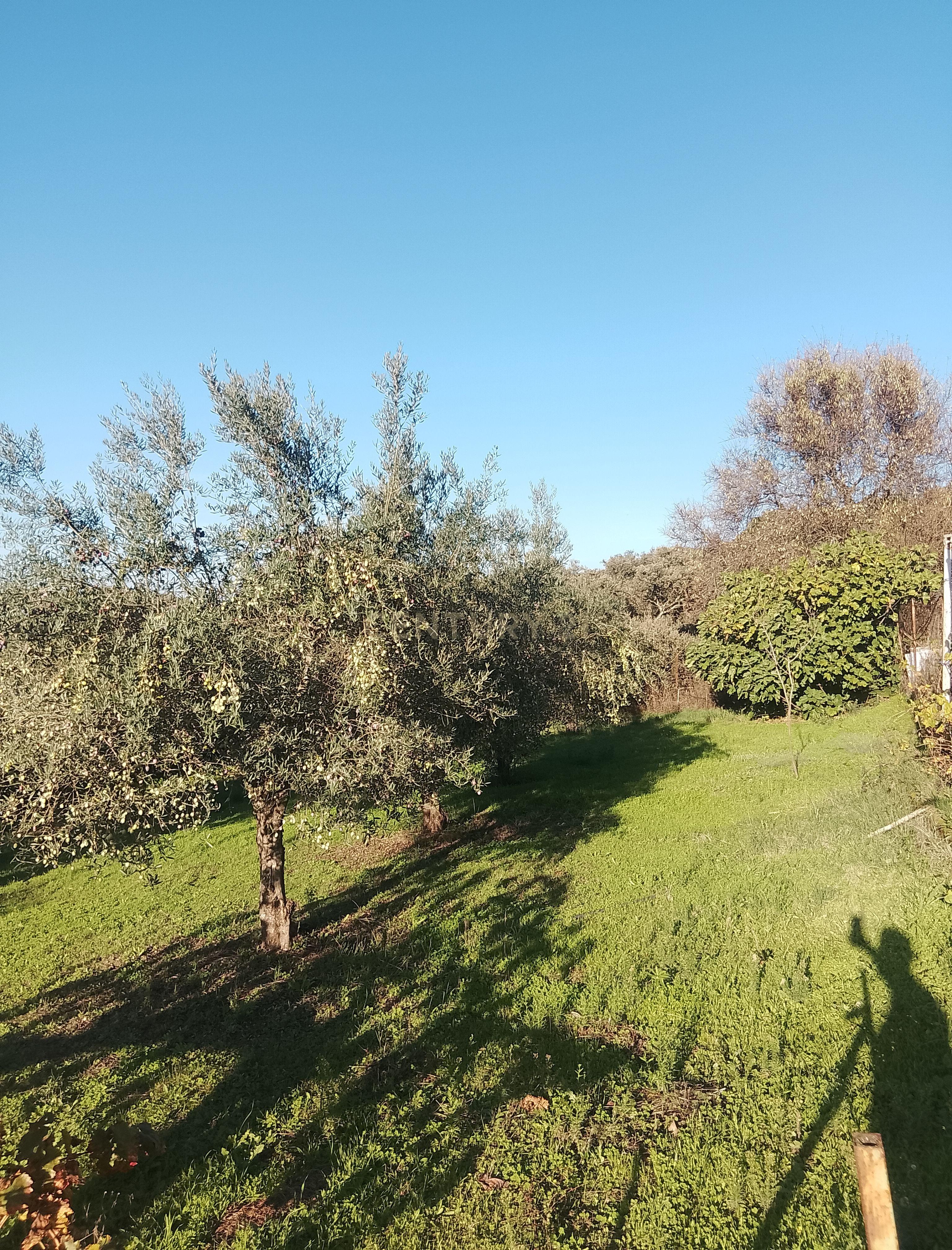 undefined - Image 32