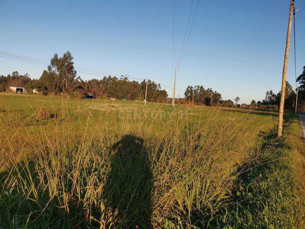 Terreno Rústico em Catarruchos - Arazede - Image 6