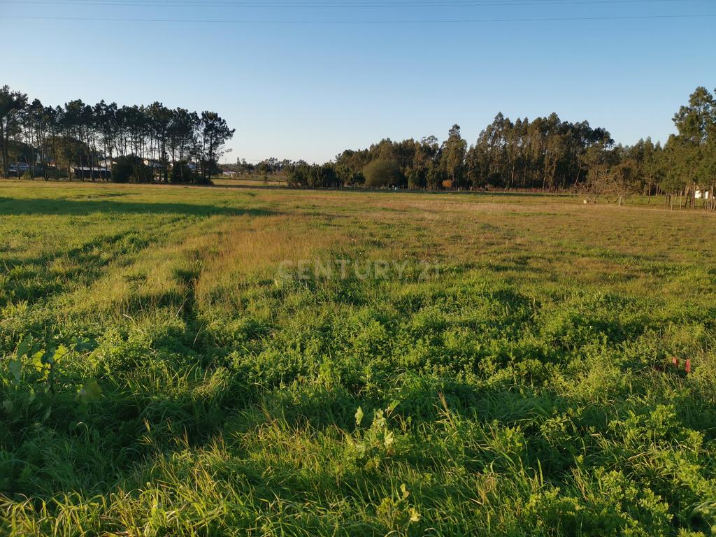 Terreno Rústico em Catarruchos - Arazede - Image 8