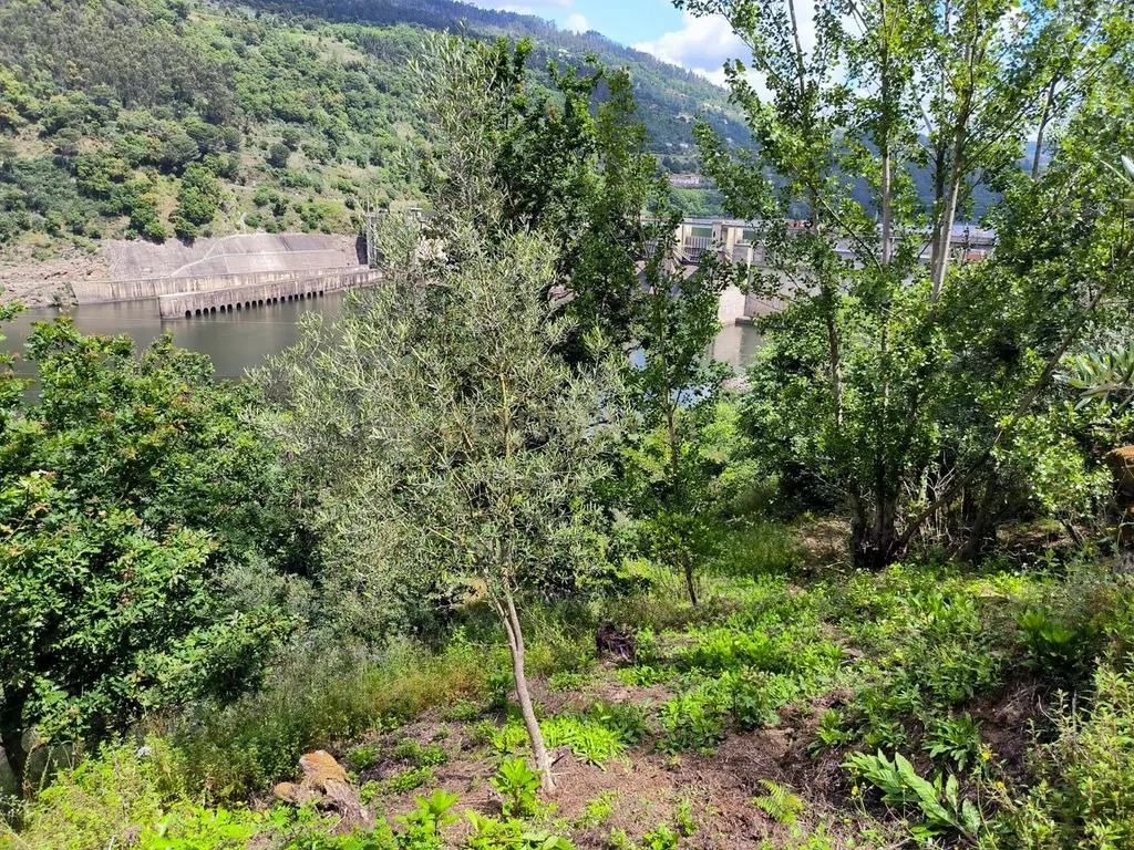 Quinta rodeada de natureza e com vistas fantásticas sobre o Rio Douro - Image 14