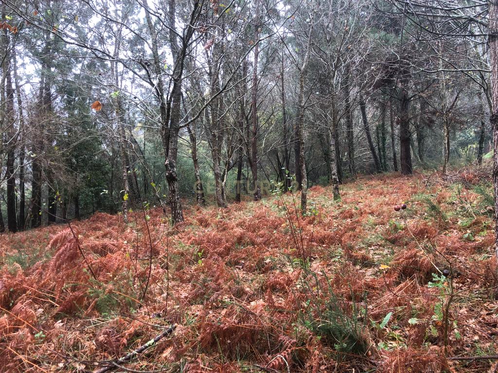 Terreno em Cornes, Vila nova de Cerveira - Image 5