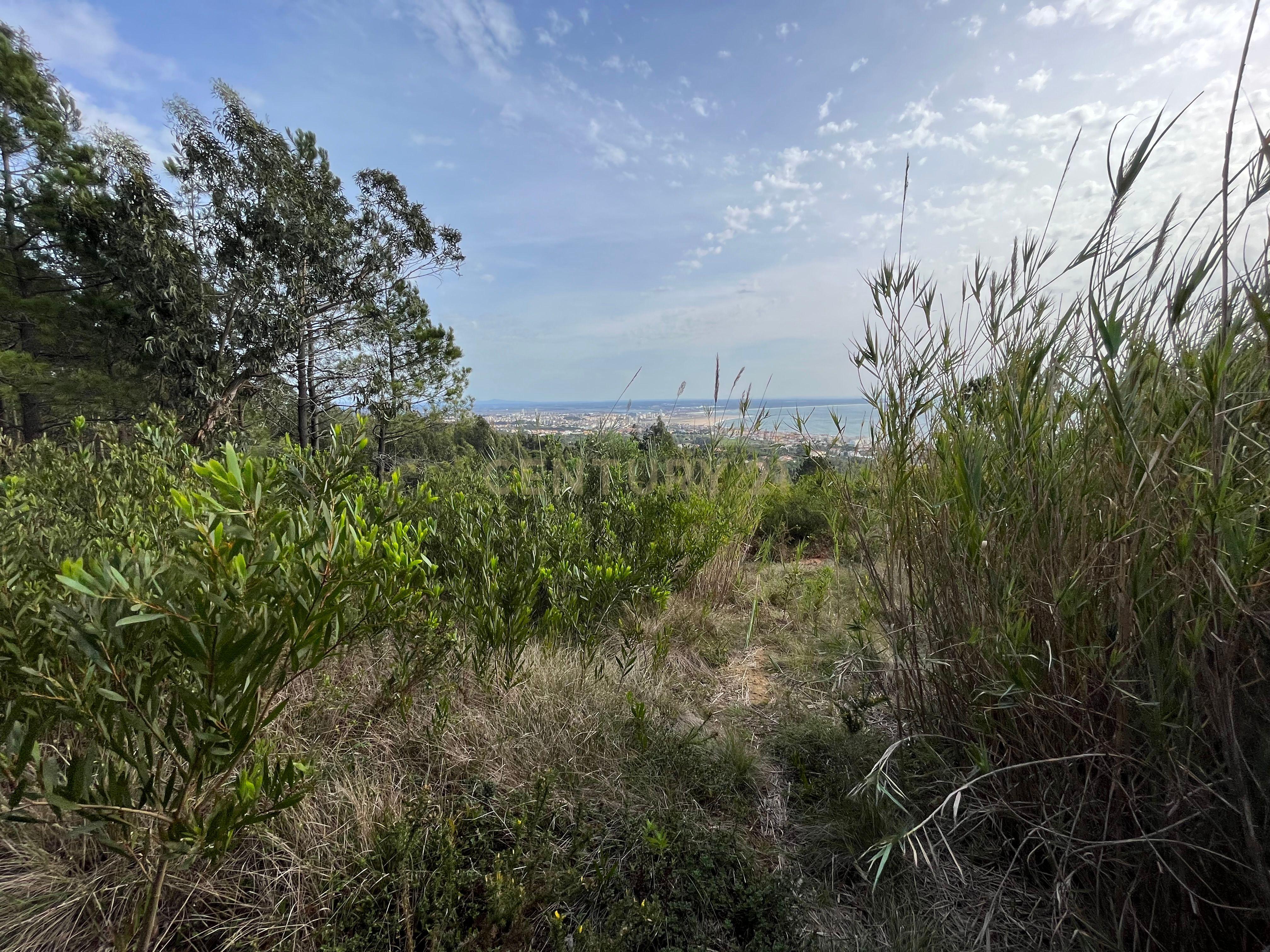Terreno com vista mar na Serra Boa Viagem, Figueira-da-Foz - Image 3