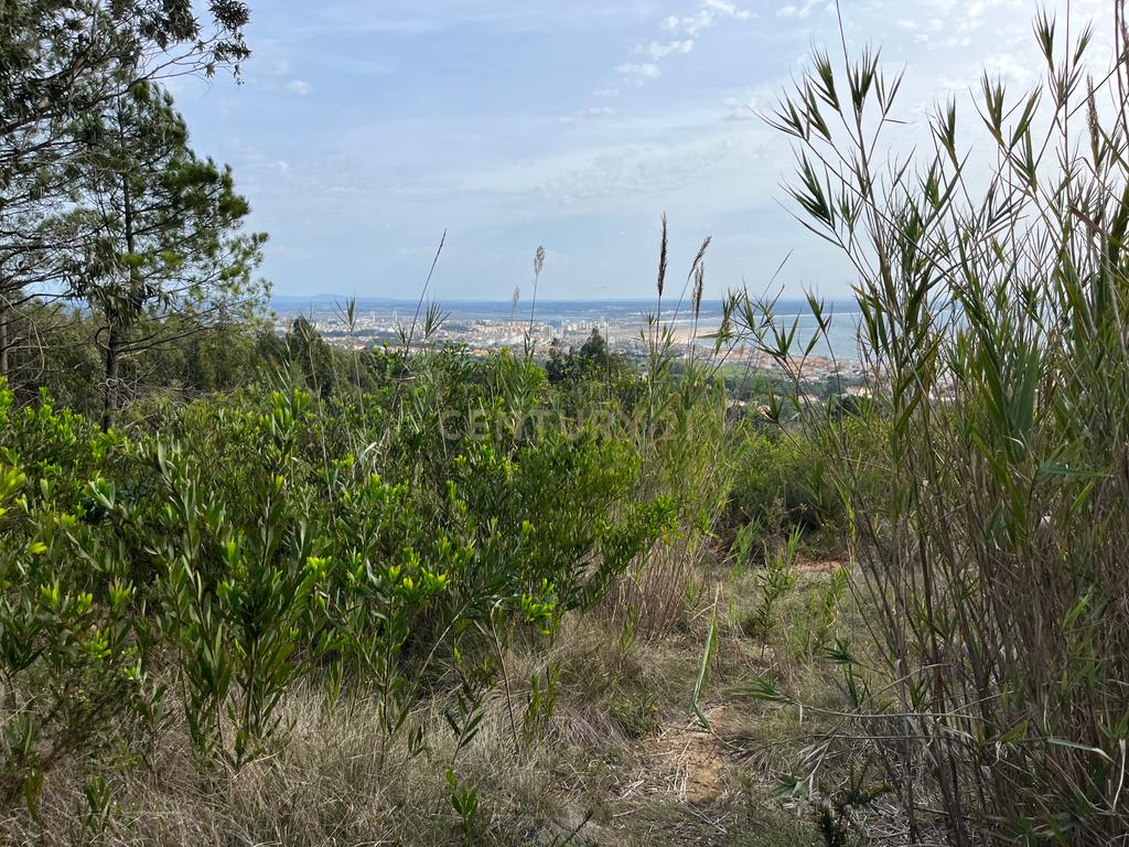 Terreno com  vista mar na Serra Boa Viagem, Figueira-da-Foz - Image 5