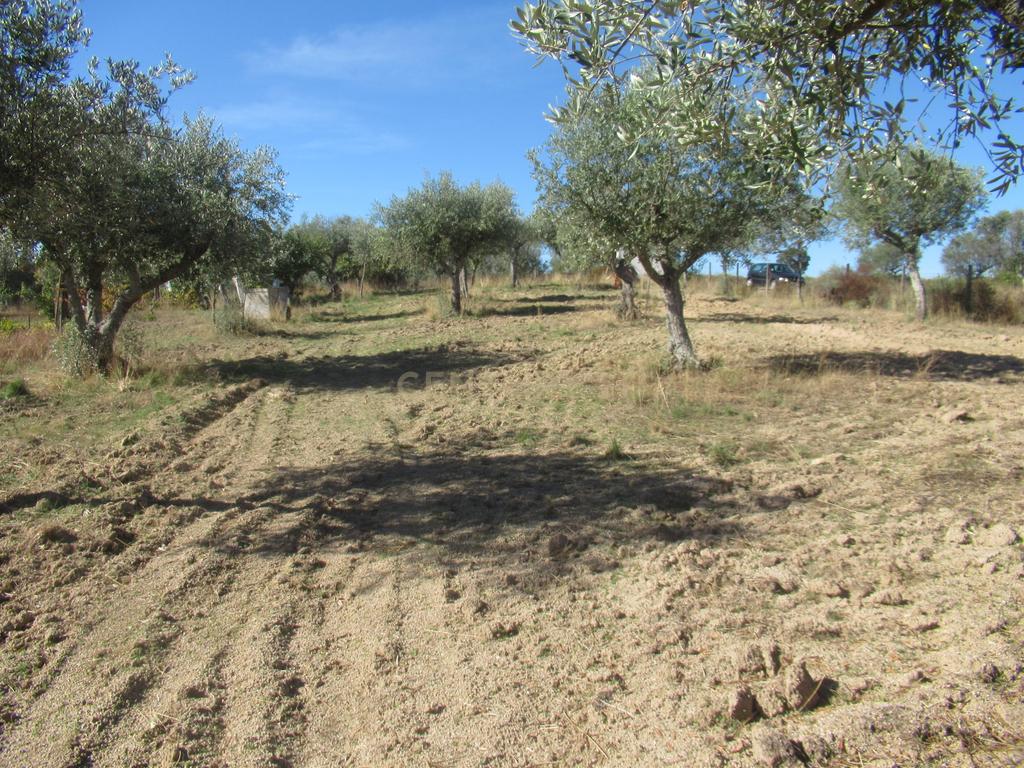 Terreno Rústico | Lousa, Castelo Branco - Image 11