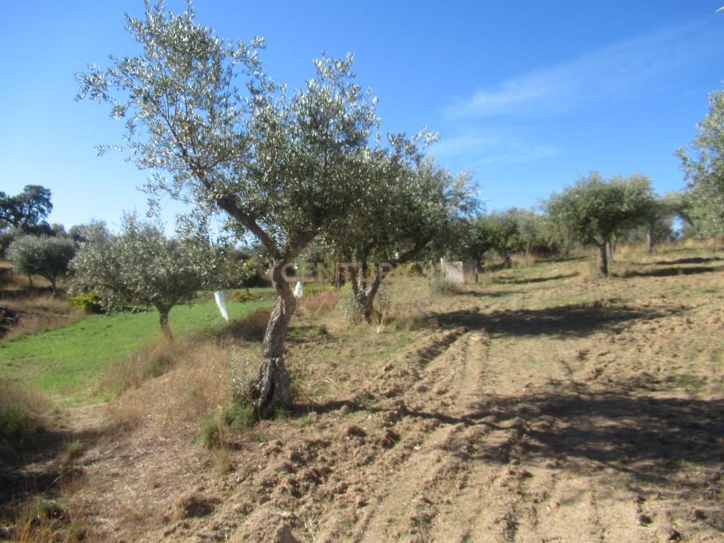 Terreno Rústico | Lousa, Castelo Branco - Image 10
