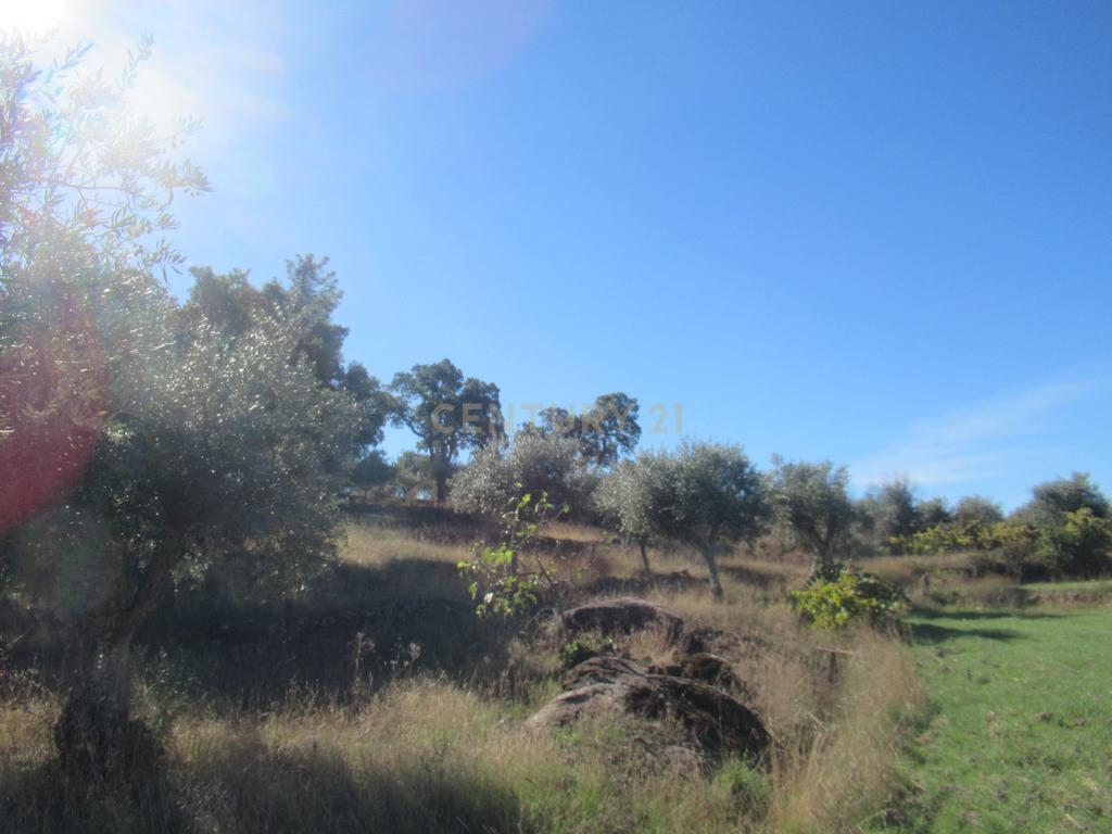 Terreno Rústico | Lousa, Castelo Branco - Image 17