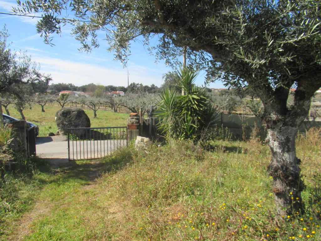Terreno Rústico | Lousa, Castelo Branco - Image 17