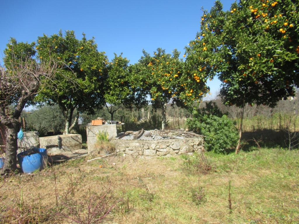 Terreno Rústico | Lousa, Castelo Branco - Image 7