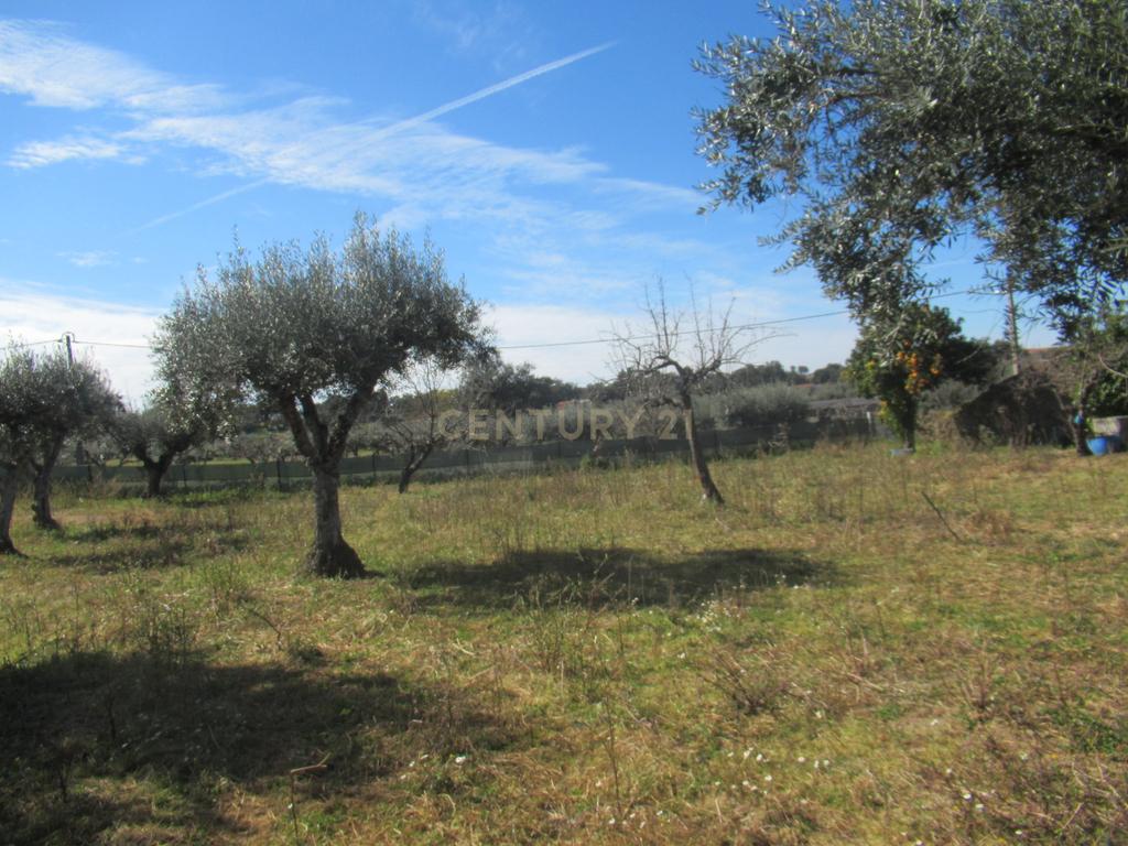 Terreno Rústico | Lousa, Castelo Branco - Image 18