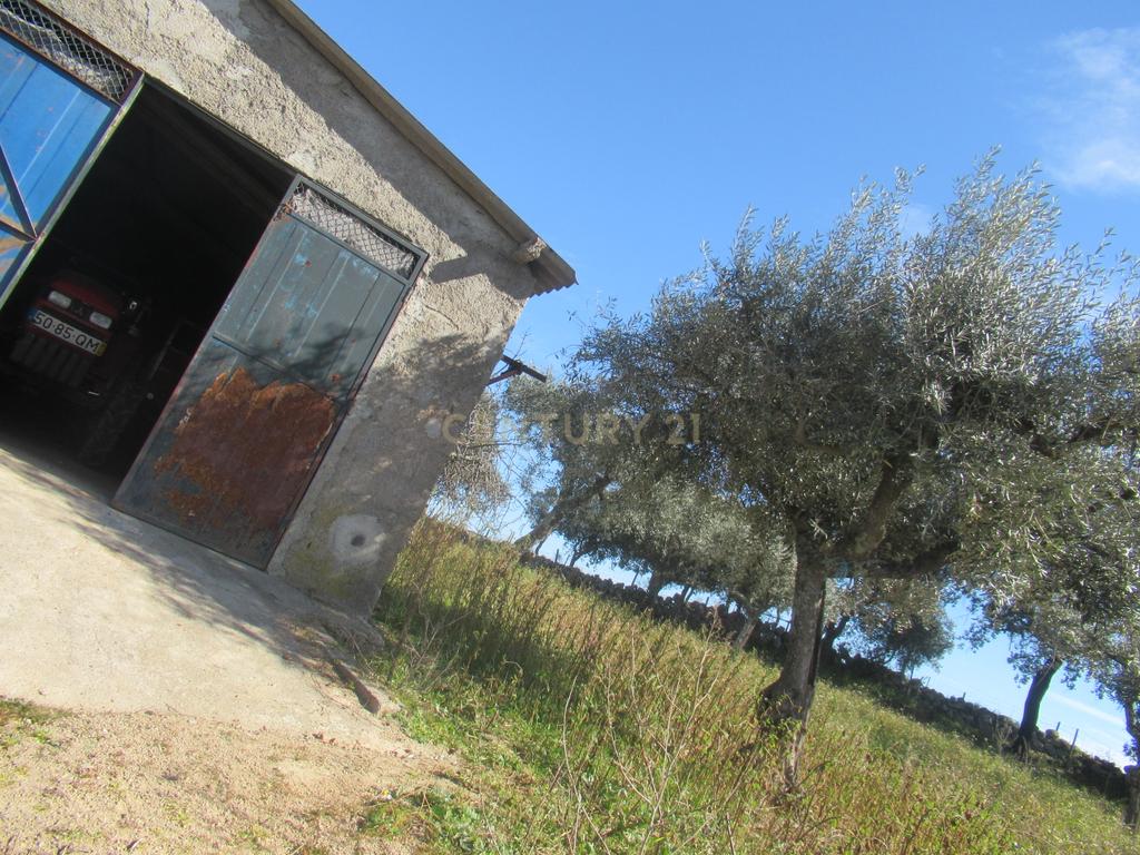 Terreno Rústico | Lousa, Castelo Branco - Image 16