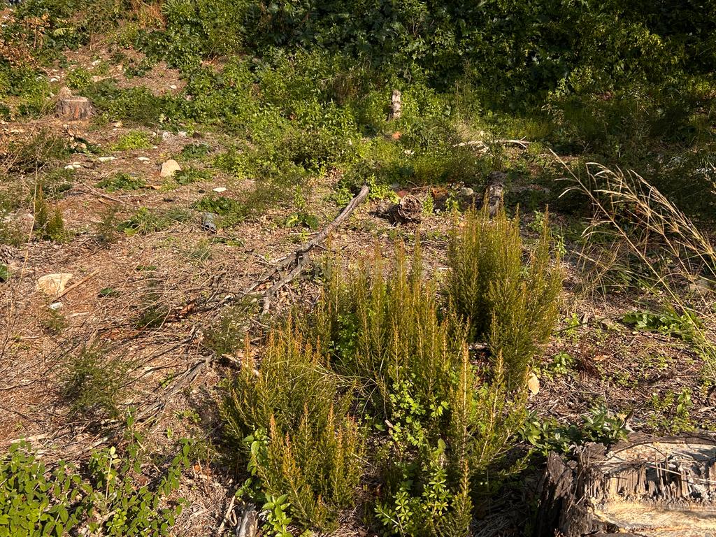 Terreno - Image 25