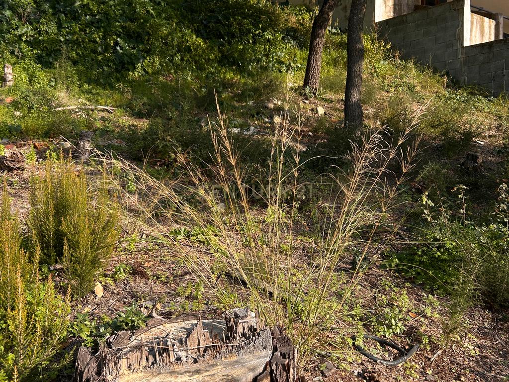 Terreno - Image 26