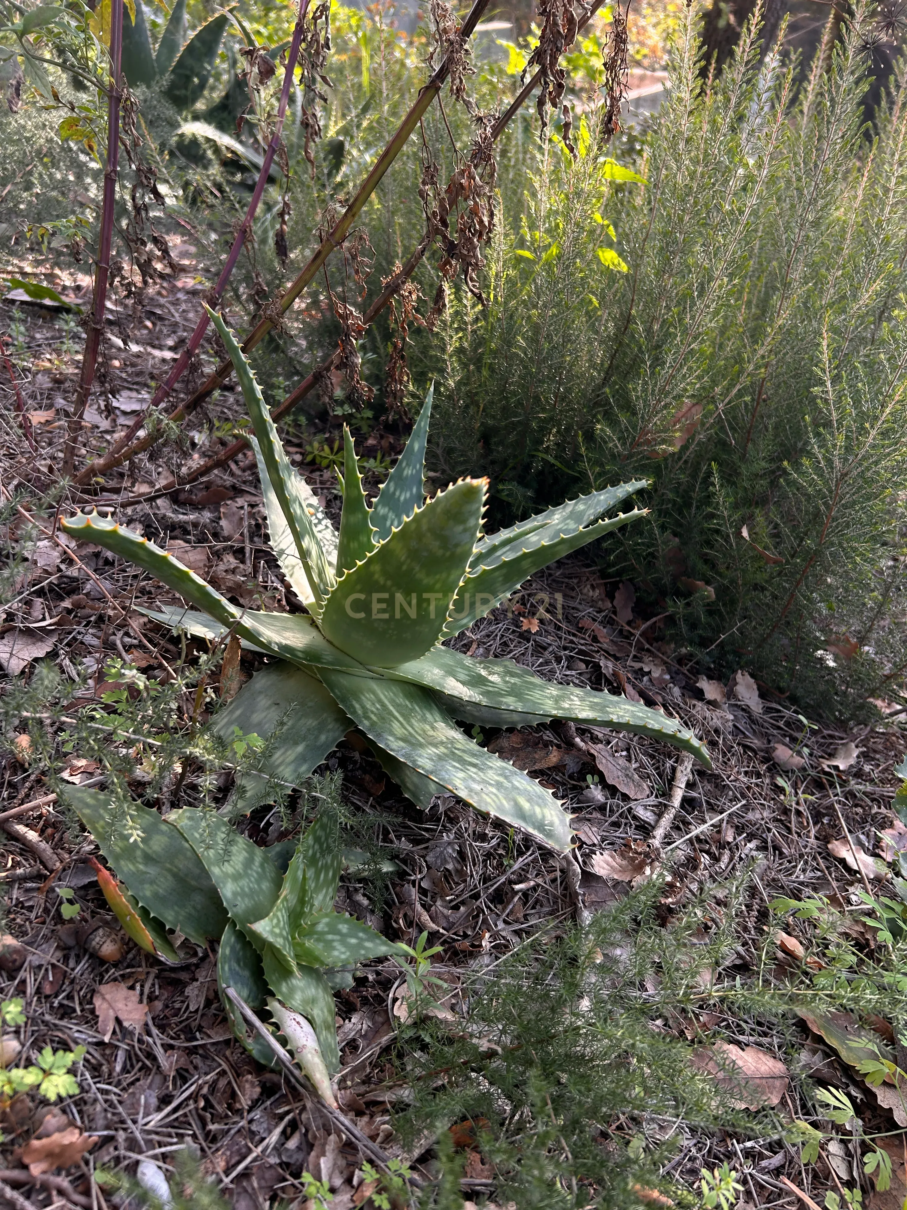 Terreno - Image 35
