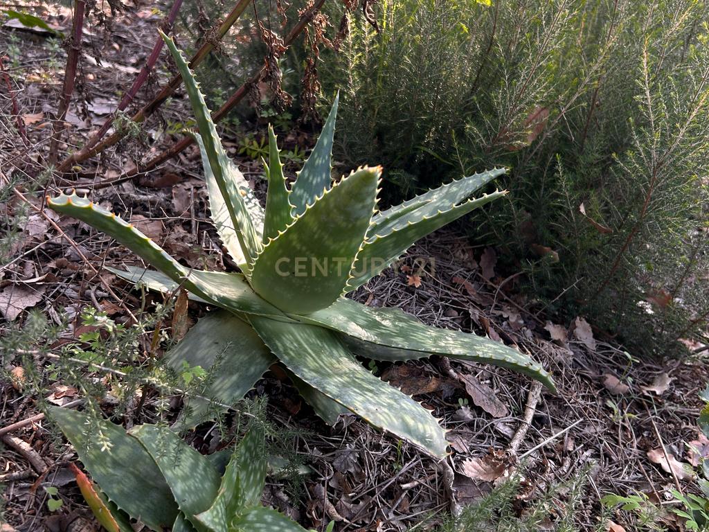 Terreno - Image 35