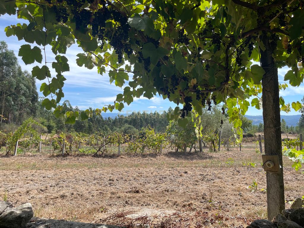 Uma propriedade rural de 1,5 hectares situada em Oliveira de Frades, que possui uma casa de 80m2 necessitando de renovação, está próxima da albufeira da Barragem de Ribeiradio. - Image 7