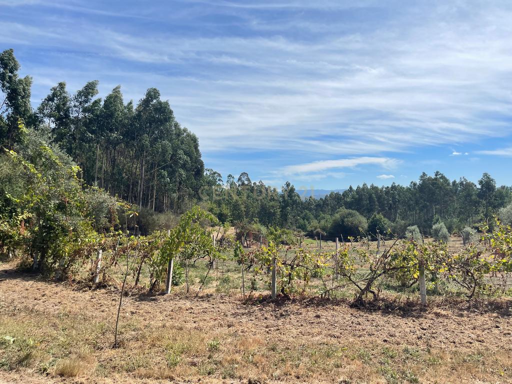 Uma propriedade rural de 1,5 hectares situada em Oliveira de Frades, que possui uma casa de 80m2 necessitando de renovação, está próxima da albufeira da Barragem de Ribeiradio. - Image 8